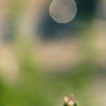 Heatstroke Causes Brain Damage and Multiple Organ Failure