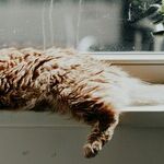 Even Indoor Cats Need Rabies Vaccination