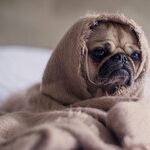 Flat-Faced Breeds Prone to Health Problems