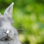 Celebrate Easter With Chocolate Bunny, Not Live One