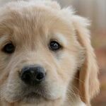 Sterilized Dogs Live Longer