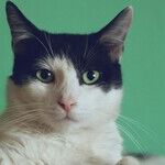 Three Reasons Not to Toilet Train Your Cat