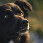 Medications Can Diminish Dog's Sense of Smell