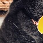 See Veterinarian for Pet's Red or Cloudy Eye