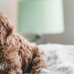 Distract and Redirect Dog That Marks Furniture or Mounts People