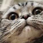 Some Houseplants Harmful to Cats