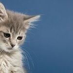 Many Ways to Help Calm Dog With Noise Phobia