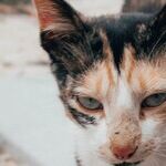 Feed Commercial Cat Food, Not Just Tuna