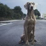 Dangerous to Transport Dog in Bed of Pickup Truck