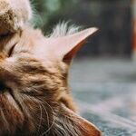 Adopting 'Special Needs' Cats Can Be Rewarding