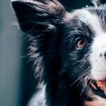 To Prevent Bites, Teach Children to Respect Dogs