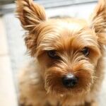 No Dog Breed Is Hypoallergenic