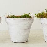 Prevent Cats From Using Potted Plants by Making Litter Boxes Appealing