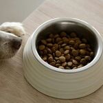 Aflatoxins in Pet Foods Sicken and Kill Dogs