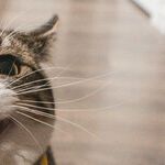 Many Treatment Options for Feline Hyperthyroidism