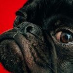 Probiotic May Reduce Dog's Tear Staining