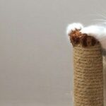 Cat Scratching Posts Must Be Tall, Stable and Numerous