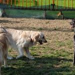 Protect Dog From Intestinal Parasites With Monthly Dewormer