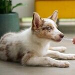 Chocolate Toxic to Dogs