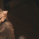 Monitor Diabetic Pet's Blood Sugar Levels at Home