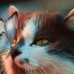 Treat Cat to Outdoor Adventure With Cat-Safe Enclosure