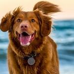 Turn Away From Dog Jumping on You