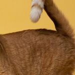 Matted Cat May Be In Pain