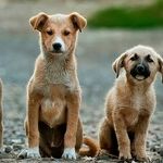 Treatments Help Dogs With ALS-Like Disease