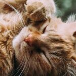 Ear Mites Contagious to Pets, Not People