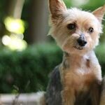 Collapsing Trachea Causes Dry, Honking Cough in Small Dogs