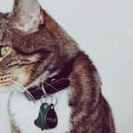 Living With Pets Protects Children From Allergies