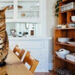 Parasites Commonly Infect Indoor Cats