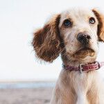 Many Effective Therapies for Dogs With Osteoarthritis