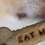Byproducts in Pet Food Provide Nutrients Missing From Muscle Meat