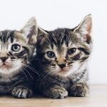Wobbly Kitten With CH Can Have Good Quality of Life