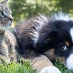Pets Transfer Poison Ivy Oil to People