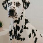 After Home Fire, Bathe Pet and Visit Veterinarian