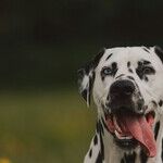 Use Hand Signals to Train Deaf Dog