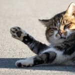 Overweight Cats Risk Serious Disease