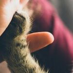 Center for Pet Safety Tests and Certifies Pet Travel Equipment