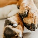 Praise Cat While Trimming Claws