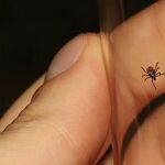 Wash Hands After Removing Tick From Pet