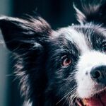 Head Tilting More Common Among Smart Dogs