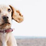 Loud Noise Can Damage Dog's Hearing