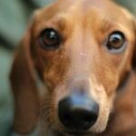 Young Dog's Skin Mass May Disappear Without Treatment
