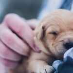 Film Covering Dog's Eye Needs Veterinarian Exam