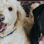 Immunocompromised People Should Take Precautions With Pets
