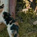 Plant a Pet-Safe Garden