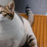 Appetite Booster and Treatment of Underlying Disease Help Cat Gain Weight