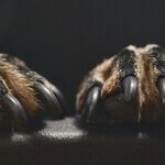 Long Fingernails Harbor Germs